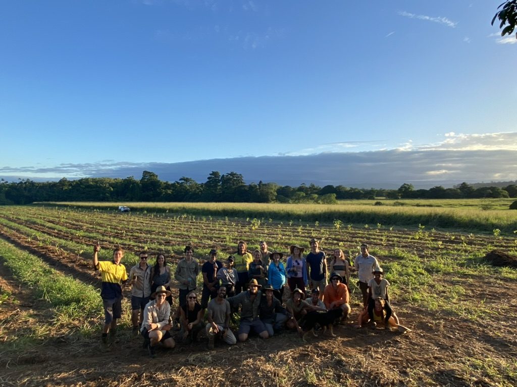 The planting crew in fresh rows at the station at golden hour