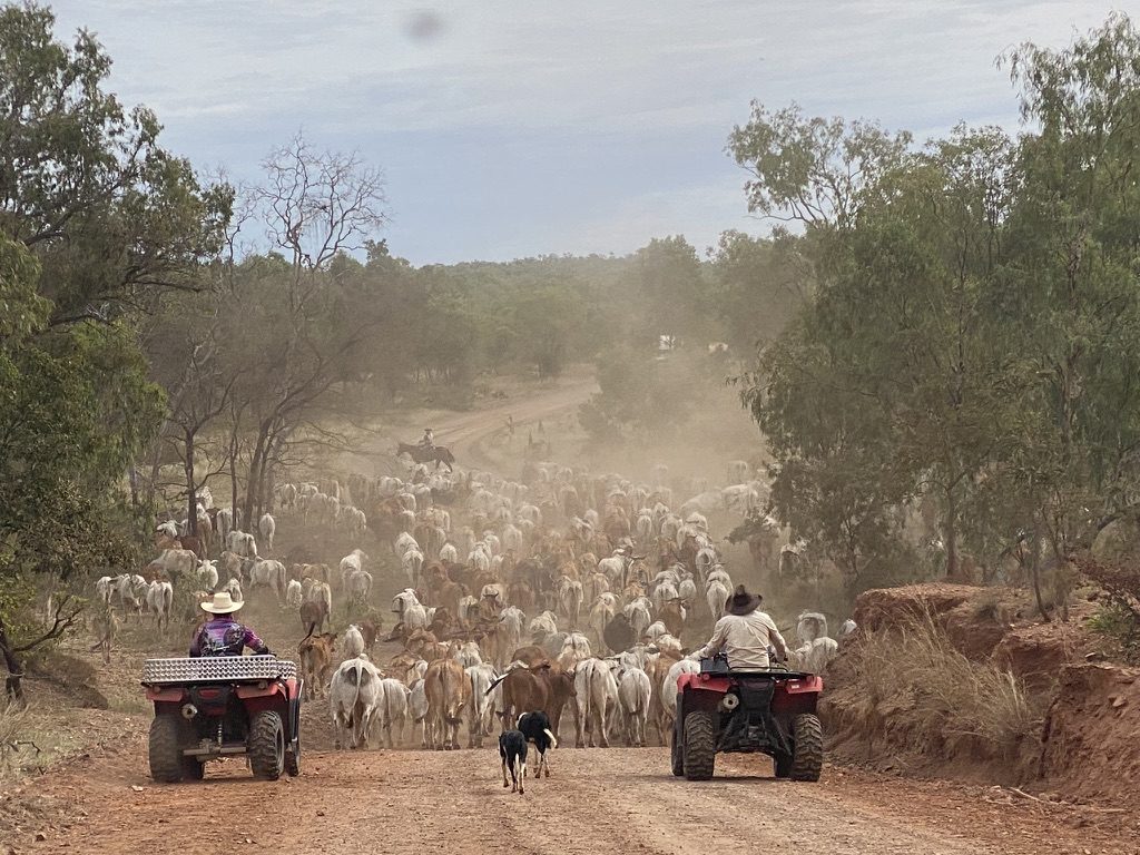 Mustering cattle up a dusty road on grazing country, quads and dogs behind