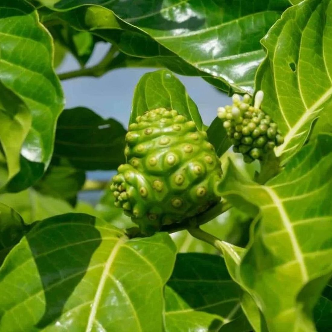 Noni fruit ripening on the tree at the station